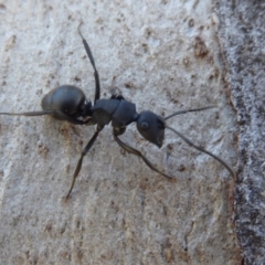 Polyrhachis phryne (A spiny ant) at Acton, ACT - 26 Jun 2019 by Christine
