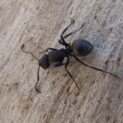 Polyrhachis phryne at Acton, ACT - 26 Jun 2019 01:17 PM