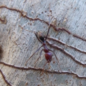 Iridomyrmex purpureus at Acton, ACT - 26 Jun 2019 01:46 PM