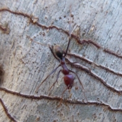 Iridomyrmex purpureus (Meat Ant) at Acton, ACT - 26 Jun 2019 by Christine