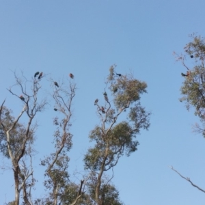 Alisterus scapularis at Campbell, ACT - 28 Jun 2019 09:16 AM