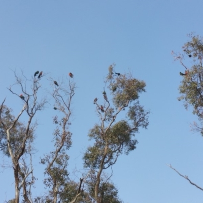 Alisterus scapularis (Australian King-Parrot) at Campbell, ACT - 28 Jun 2019 by Kym