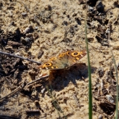 Junonia villida (Meadow Argus) at Bournda National Park - 11 Jun 2019 by RossMannell