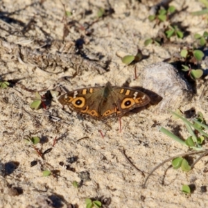 Junonia villida at Bournda, NSW - 11 Jun 2019 01:47 PM