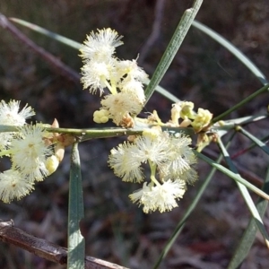 Acacia suaveolens at Bawley Point, NSW - 28 Jun 2019 01:00 PM