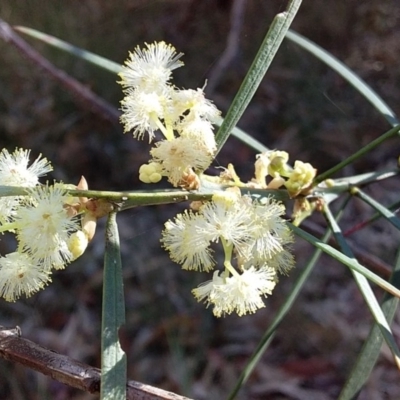 Acacia suaveolens (Sweet Wattle) at Meroo National Park - 28 Jun 2019 by GLemann