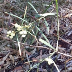 Acacia suaveolens at Bawley Point, NSW - 28 Jun 2019 01:00 PM