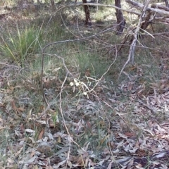Acacia suaveolens at Bawley Point, NSW - 28 Jun 2019 01:00 PM