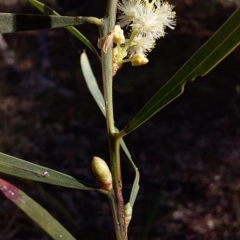 Acacia suaveolens at Bawley Point, NSW - 28 Jun 2019 01:00 PM