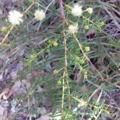 Acacia ulicifolia at Bawley Point, NSW - 28 Jun 2019