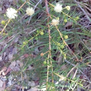 Acacia ulicifolia at Bawley Point, NSW - 28 Jun 2019 01:54 PM