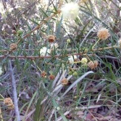 Acacia ulicifolia at Bawley Point, NSW - 28 Jun 2019