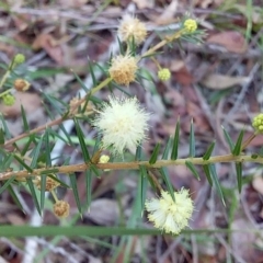 Acacia ulicifolia at Bawley Point, NSW - 28 Jun 2019