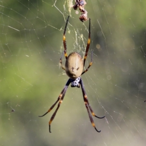 Nephila plumipes at Bournda, NSW - 24 Jun 2019 01:27 PM