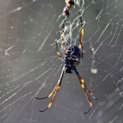 Nephila plumipes at Bournda, NSW - 24 Jun 2019 01:27 PM