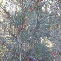 Allocasuarina littoralis (Black She-oak) at Meroo National Park - 28 Jun 2019 by GLemann