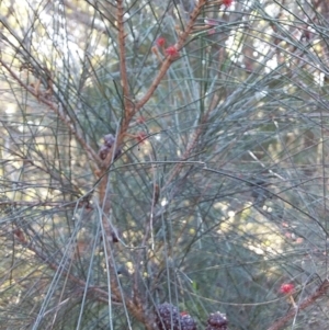 Allocasuarina littoralis at Bawley Point, NSW - 28 Jun 2019 01:07 PM