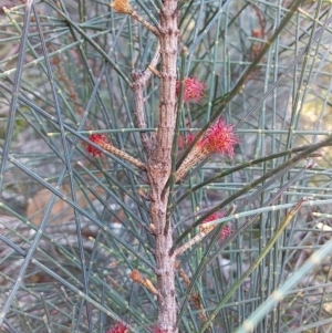 Allocasuarina littoralis at Bawley Point, NSW - 28 Jun 2019