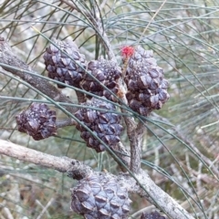 Allocasuarina littoralis at Bawley Point, NSW - 28 Jun 2019