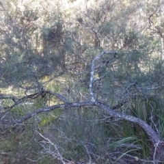 Allocasuarina littoralis at Bawley Point, NSW - 28 Jun 2019 01:07 PM