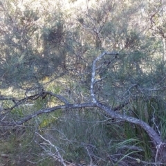 Allocasuarina littoralis at Bawley Point, NSW - 28 Jun 2019