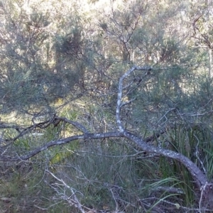 Allocasuarina littoralis at Bawley Point, NSW - 28 Jun 2019