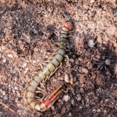 Cormocephalus aurantiipes (Orange-legged Centipede) at Paddys River, ACT - 27 Jun 2019 by SWishart