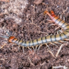 Cormocephalus aurantiipes at Paddys River, ACT - 27 Jun 2019