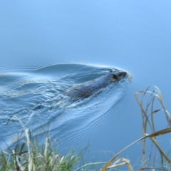 Hydromys chrysogaster (Rakali or Water Rat) at Sullivans Creek, Acton - 27 Jun 2019 by CorinPennock