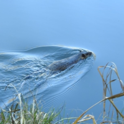 Hydromys chrysogaster (Rakali or Water Rat) at Acton, ACT - 28 Jun 2019 by CorinPennock