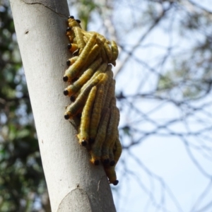Pseudoperga sp. (genus) at Jagumba, NSW - 16 Feb 2019