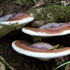 Ganoderma sp. (Ganoderma sp.) at South Wolumla, NSW - 17 Jun 2019 by RossMannell