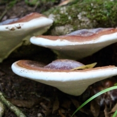 Ganoderma sp. at Goodenia Rainforest Walk - 17 Jun 2019 04:08 PM