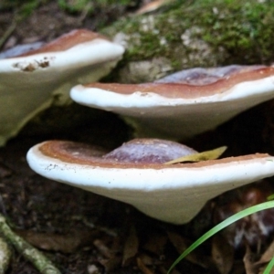 Ganoderma sp. at Goodenia Rainforest Walk - 17 Jun 2019