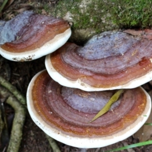 Ganoderma sp. at Goodenia Rainforest Walk - 17 Jun 2019