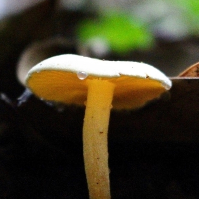 Hygrocybe sp. (Hygrocybe) at South Wolumla, NSW - 17 Jun 2019 by RossMannell