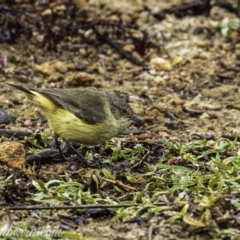 Acanthiza reguloides (Buff-rumped Thornbill) at Kama - 15 Jun 2019 by BIrdsinCanberra