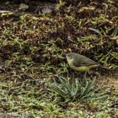 Acanthiza reguloides at Molonglo River Reserve - 16 Jun 2019