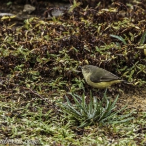 Acanthiza reguloides at Molonglo River Reserve - 16 Jun 2019 08:25 AM