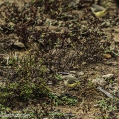 Acanthiza reguloides at Molonglo River Reserve - 16 Jun 2019