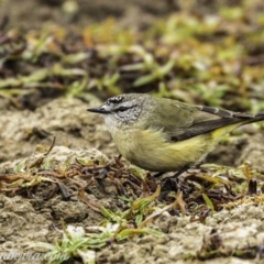 Acanthiza chrysorrhoa (Yellow-rumped Thornbill) at Dunlop, ACT - 16 Jun 2019 by BIrdsinCanberra