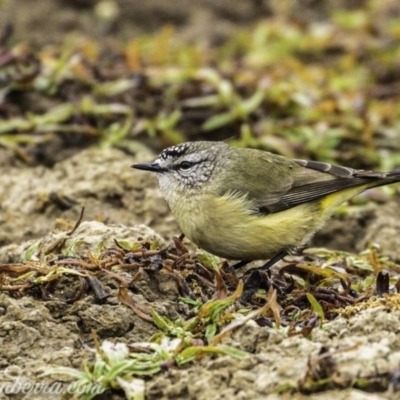 Acanthiza chrysorrhoa (Yellow-rumped Thornbill) at Dunlop, ACT - 16 Jun 2019 by JonSteinbeck