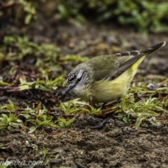 Acanthiza chrysorrhoa at Molonglo River Reserve - 16 Jun 2019 08:31 AM