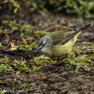 Acanthiza chrysorrhoa at Molonglo River Reserve - 16 Jun 2019