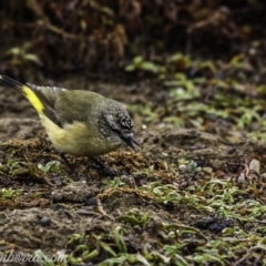 Acanthiza chrysorrhoa at Molonglo River Reserve - 16 Jun 2019