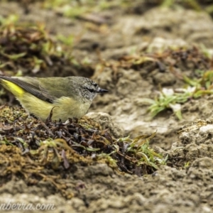 Acanthiza chrysorrhoa at Molonglo River Reserve - 16 Jun 2019 08:31 AM