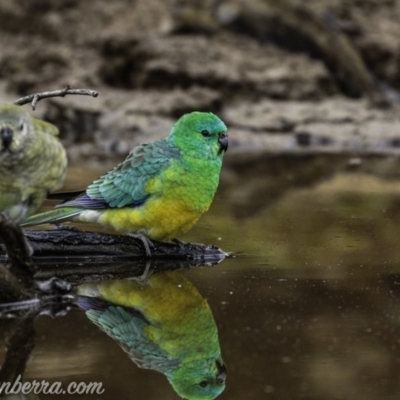 Psephotus haematonotus (Red-rumped Parrot) at Dunlop, ACT - 15 Jun 2019 by BIrdsinCanberra