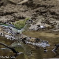 Psephotus haematonotus at Molonglo River Reserve - 16 Jun 2019