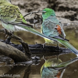 Psephotus haematonotus at Molonglo River Reserve - 16 Jun 2019