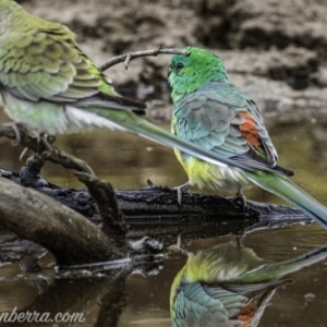 Psephotus haematonotus at Molonglo River Reserve - 16 Jun 2019